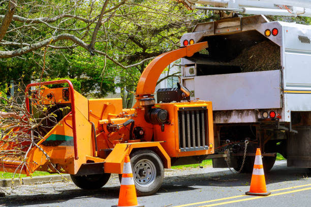 Best Storm Damage Tree Cleanup  in USA